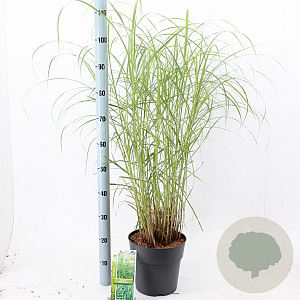 Miscanthus sin. 'Little Zebra' 50-80 cm 6,5L