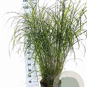 Miscanthus sin. 'Little Zebra' 60-100 cm 12L