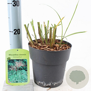 Miscanthus sin. 'Malepartus' 30-60 cm 2,0L