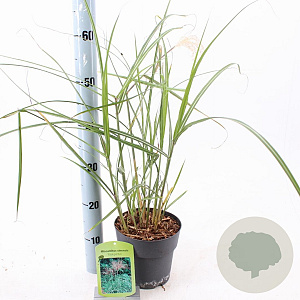 Miscanthus sin. 'Malepartus' 30-60 cm 2,0L