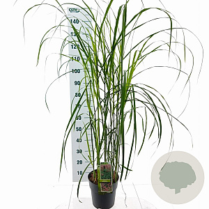 Miscanthus sin. 'Malepartus' 50-80 cm 6,5L