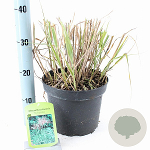 Miscanthus sin. 'Malepartus' 50-80 cm 6,5L