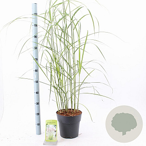 Miscanthus sin. 'Malepartus' 50-80 cm 6,5L