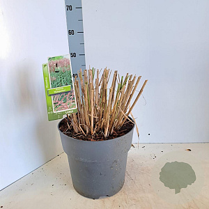 Miscanthus sin. 'Malepartus' 60-100 cm 12L