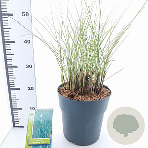 Miscanthus sin. 'Morning Light' 50-80 cm 6,5L