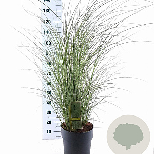 Miscanthus sin. 'Morning Light' 60-100 cm 12L