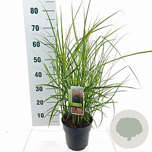 Miscanthus sin. Pink Cloud 40-70 cm 3,0L