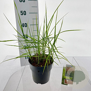 Miscanthus sin. Pink Cloud 40-70 cm 3,0L