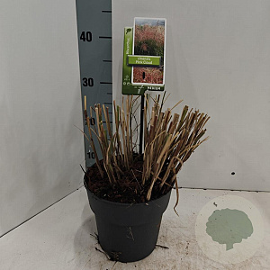Miscanthus sin. Pink Cloud 40-70 cm 3,0L