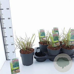 Miscanthus sin. 'Red Chief' 30-60 cm 2,0L