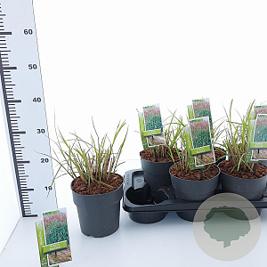 Miscanthus sin. 'Red Chief' 30-60 cm 2,0L