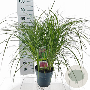 Miscanthus sin. 'Red Chief' 50-80 cm 6,5L