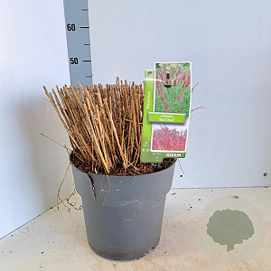 Miscanthus sin. 'Red Chief' 60-100 cm 12L