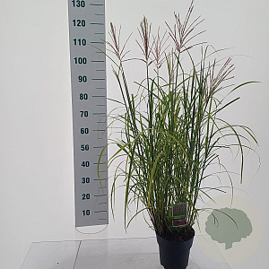 Miscanthus sin. 'Red Chief' GM C3