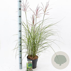 Miscanthus sin. 'Red Chief' GM C3