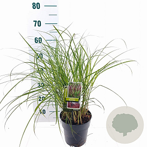 Miscanthus sin. 'Red Chief' GM C3