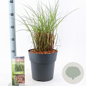 Miscanthus sin. Red Cloud GM 6,5L