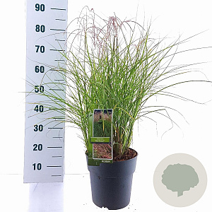 Miscanthus sin. Red Cloud GM 6,5L