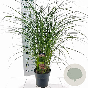 Miscanthus sin. Red Cloud GM 6,5L