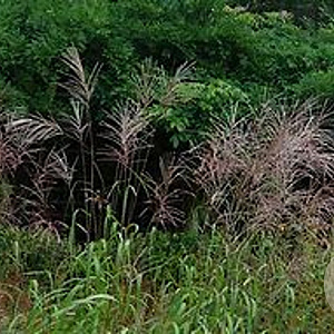 Miscanthus sin. 'Rosi' GM  P11