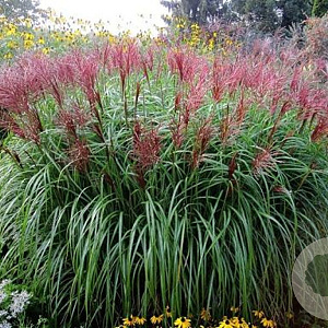 Miscanthus sin. 'Roter Pfeil' GM  P11