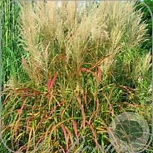 Miscanthus sin. 'Samurai' GM  P11