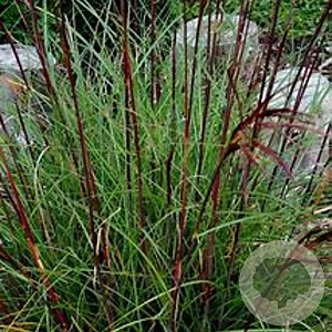 Miscanthus sin. 'Serengeti' GM  P11