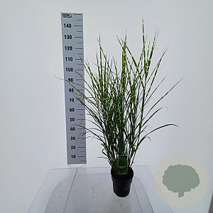 Miscanthus sin. 'Strictus' 40-70 cm 3,0L