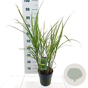 Miscanthus sin. 'Strictus' 40-70 cm 3,0L