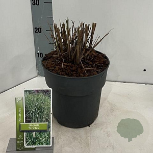 Miscanthus sin. 'Strictus' 40-70 cm 3,0L