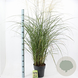 Miscanthus sin. 'Vanilla Sky' 50-80 cm 6,5L