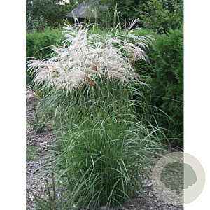 Miscanthus sin. 'Verneigung' GM  P11