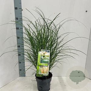 Miscanthus sin. 'Yaku Jima' 60-80 cm 2,0L
