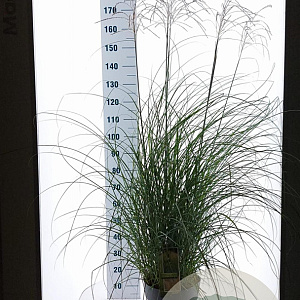 Miscanthus sin. 'Yaku Jima' 60-80 cm 12L