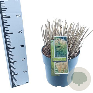 Miscanthus sin. 'Yaku Jima' 60-80 cm 12L