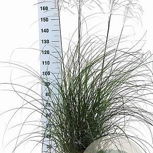 Miscanthus sin. 'Yaku Jima' 60-80 cm 12L