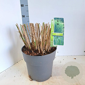 Miscanthus sin. 'Zebrinus' 60-100 cm 12L