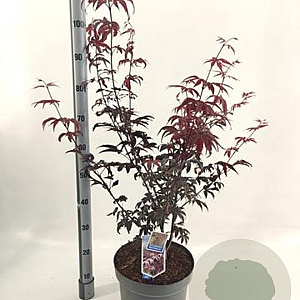 Acer pal. 'Red Emperor' 80-100 cm 10L