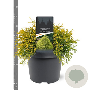 Chamaecyparis p. 'Filifera Aurea' 25-30 cm 3,5L