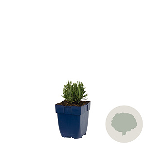 Lavandula ang. 'Dwarf Blue' GM  P11