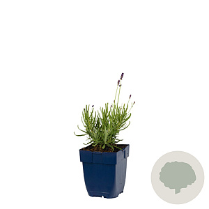 Lavandula ang. 'Hidcote' GM  P11