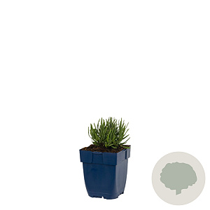 Lavandula ang. 'Rosea' GM  P11