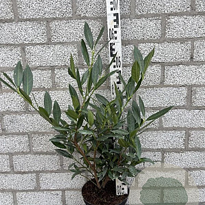 Prunus l. 'Otto Luyken' 40-50 cm 3,0L