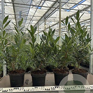 Prunus l. 'Otto Luyken' 40-50 cm 3,0L