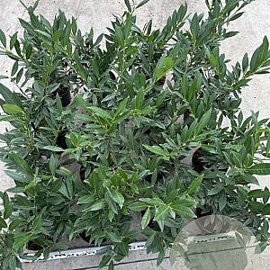 Prunus l. 'Otto Luyken' 40-50 cm 3,0L