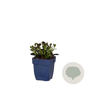 Ajuga reptans 'Atropurpurea' GM  P11