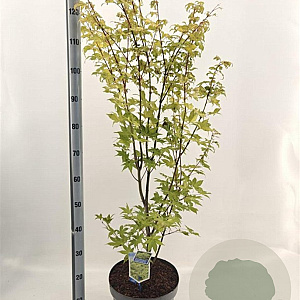 Acer pal. 'Summer Gold' 80-100 cm 10L