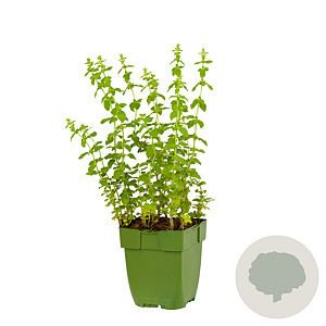 Origanum vulg. 'Hot Spicy' GM  P11