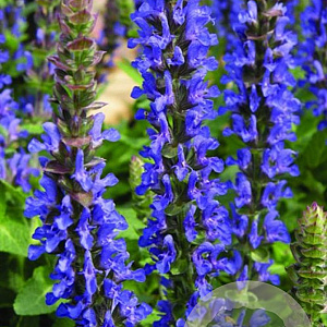 Salvia nemorosa 'Sensation Medium Deep Blue' GM  P11