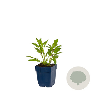 Salvia nem. 'Caradonna' GM  P11